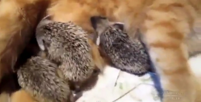 Дети чужими не бывают