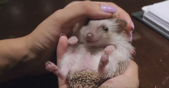 Милый ушастый ежик и собака