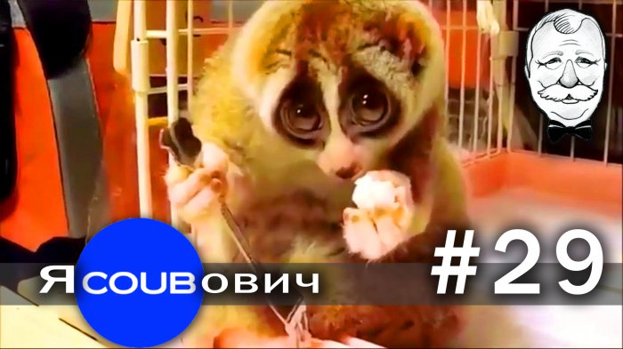 яCOUBович - лучшие coub #29