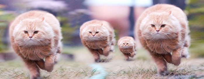 Котята атакуют Котята атакуют