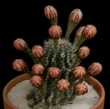 Девушки бывают разные