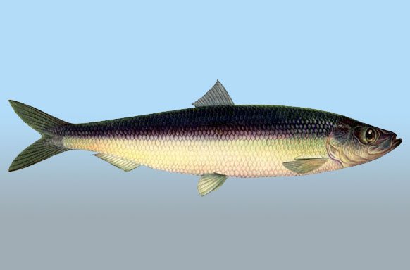 Пенсии в Европе Пенсии в Европе