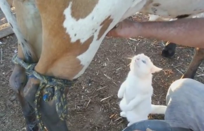 Как правильно кормить кота