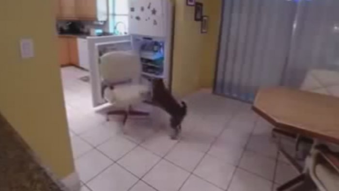 Все таки собокы очень умные