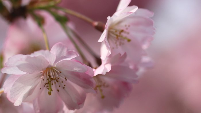 Обои на рабочий стол / HD Computer Wallpaper 100