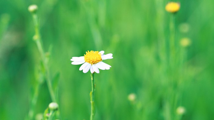 Обои на рабочий стол / HD Computer Wallpaper 100