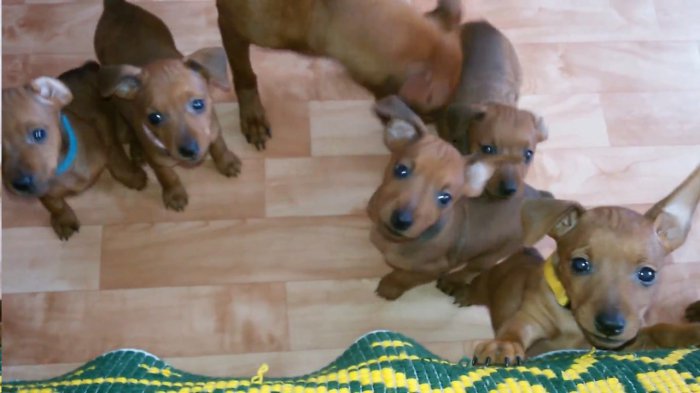 Очень милые щенки цвергпинчера