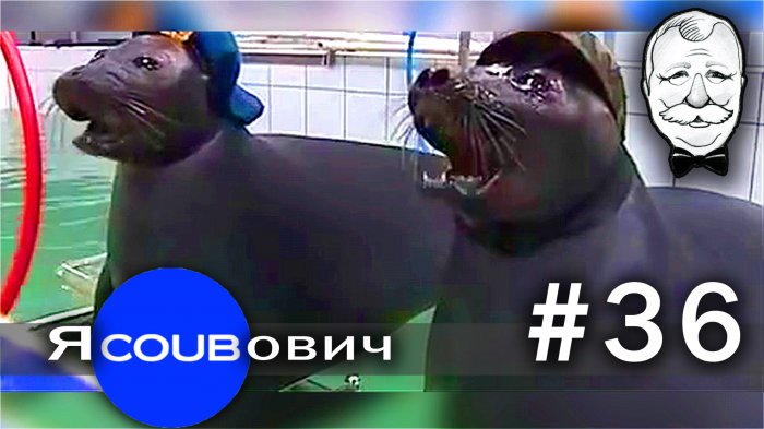 яCOUBович - лучшие coub #36