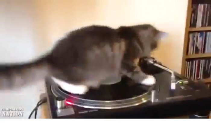 Коты поднимающие настроение