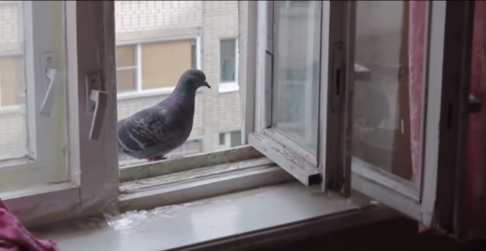 Как наглый голубь отжал у меня гречку в моей кухне