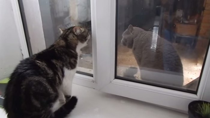 Коты розстються навсегда