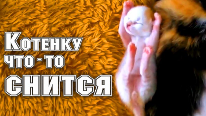 Котенку что-то снится