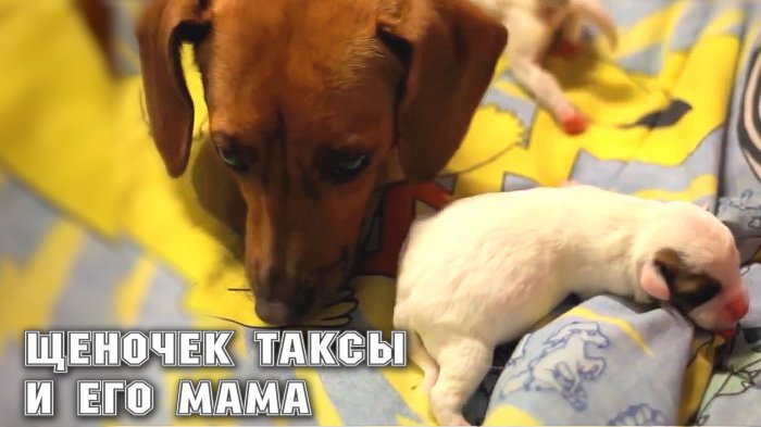 Щеночек таксы и его мама