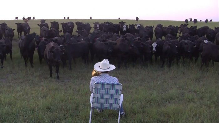 Фермер собирает коров!