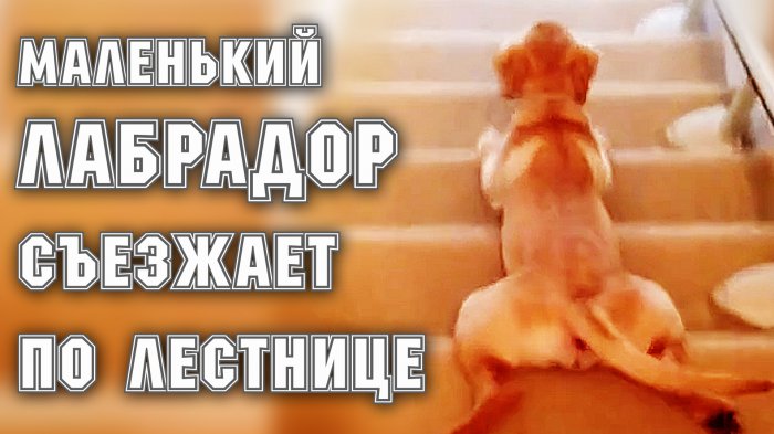 Маленький лабрадор съезжает по ступенькам