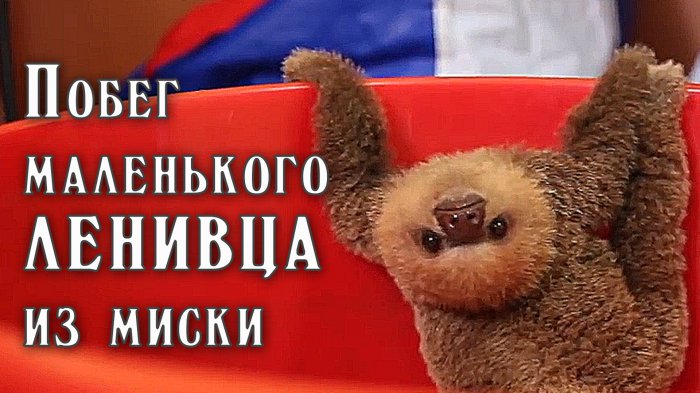 Побег маленького ЛЕНИВЦА из миски