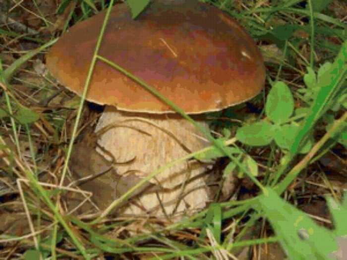 Грибные места Красноярска