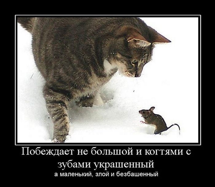 Демотиваторы