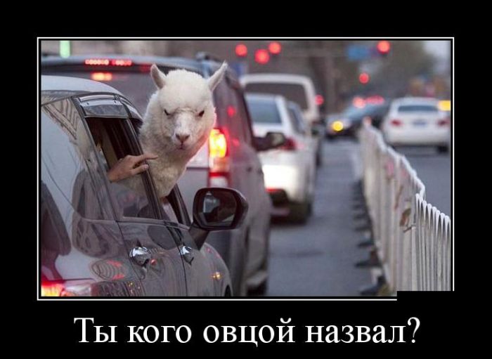 Демотиваторы