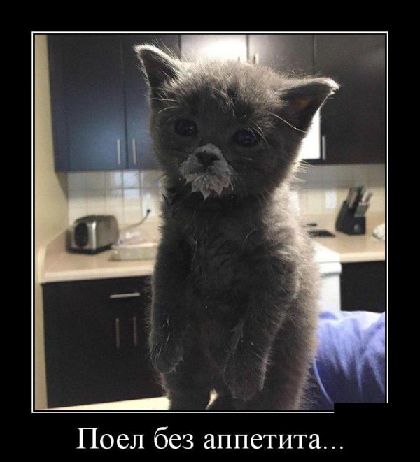 Демотиваторы