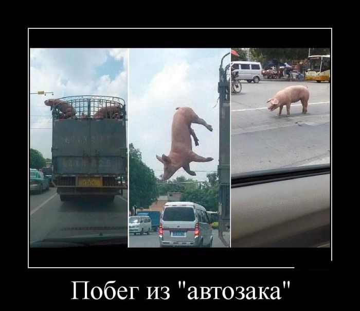 Демотиваторы