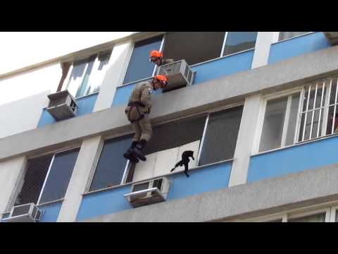 Кот против спасателя