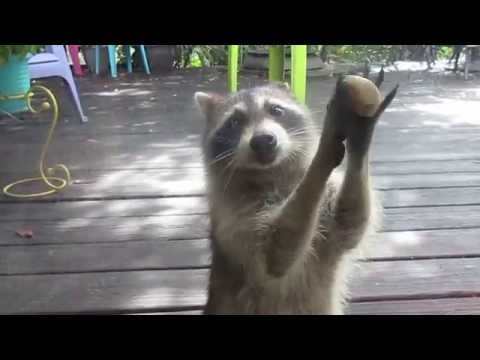 Хитрый енот клянчит еду