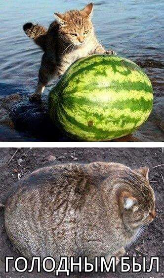 немного картинок