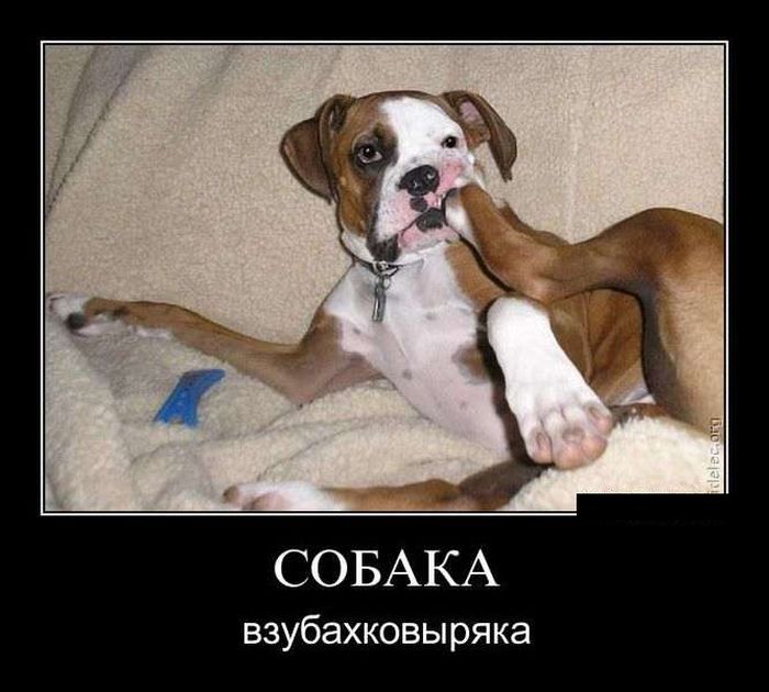 Демотиваторы