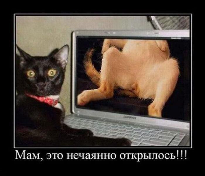 Демотиваторы