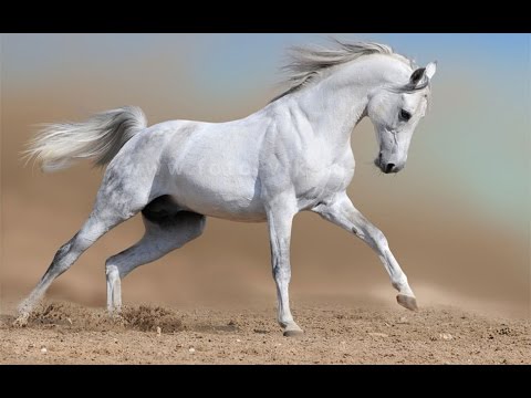 "Новое советское сердце"