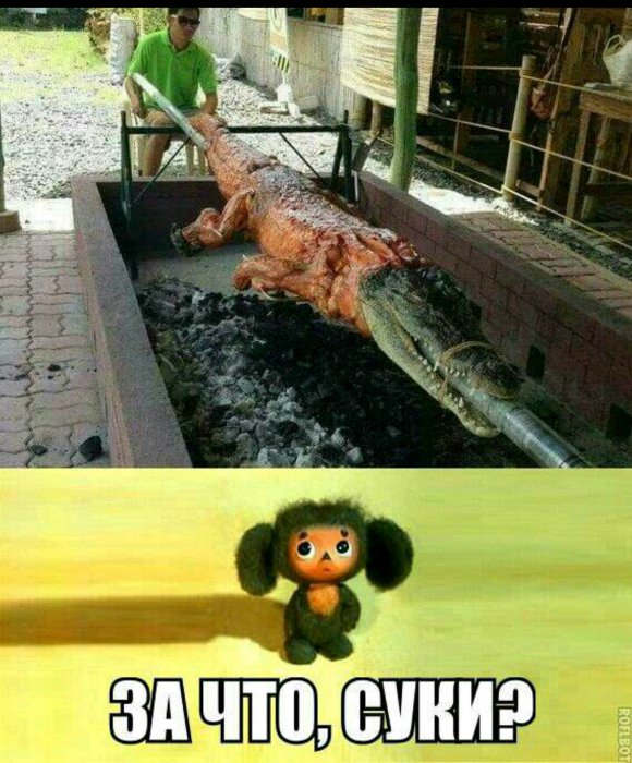 Как почистить аллигатора