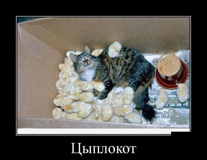 Демотиваторы