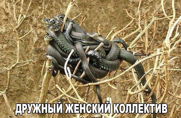 Картинки на разные темы