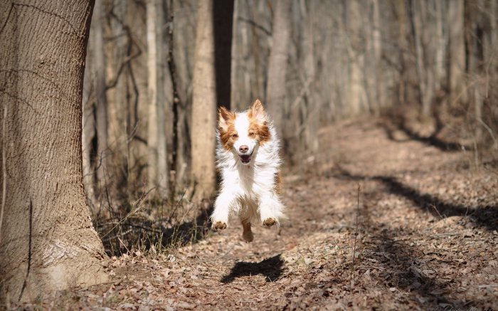 Обои на рабочий стол /MixWallpapers