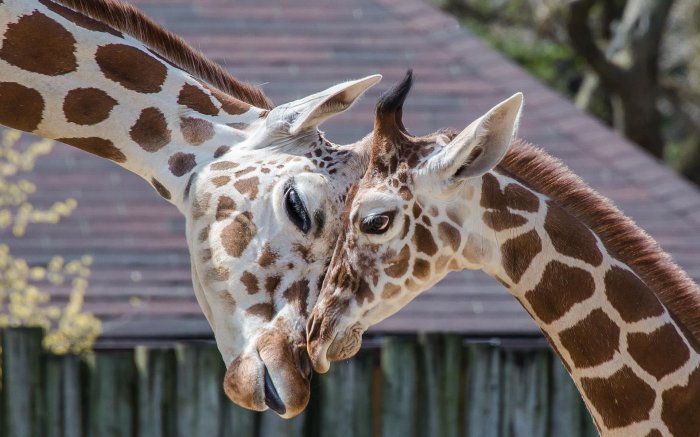 Обои на рабочий стол /MixWallpapers