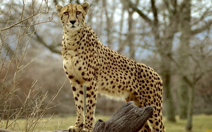 Обои на рабочий стол /MixWallpapers