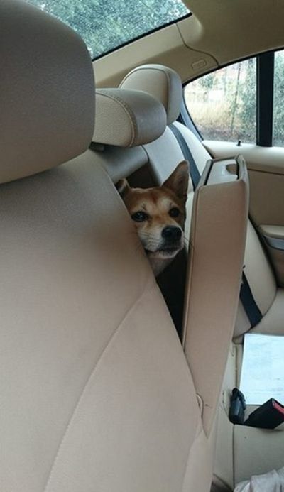 Автоюмор для автомобилистов и пешеходов