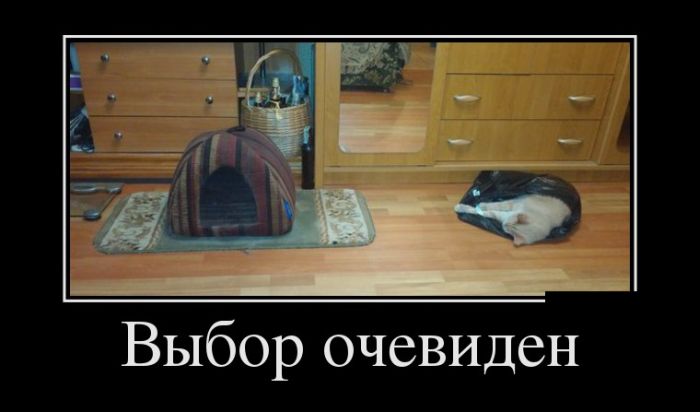 Демотиваторы