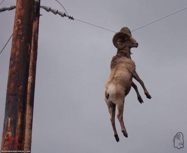 Странный юмор Странный юмор