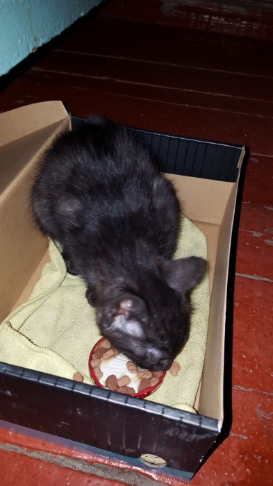 Приютите котенка