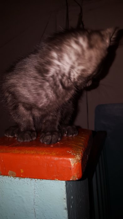 Приютите котенка