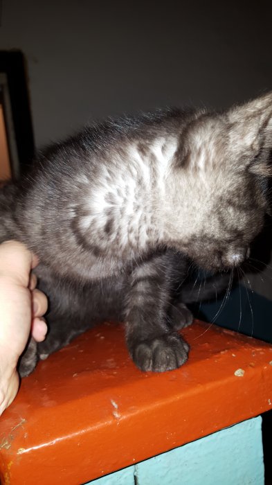 Приютите котенка