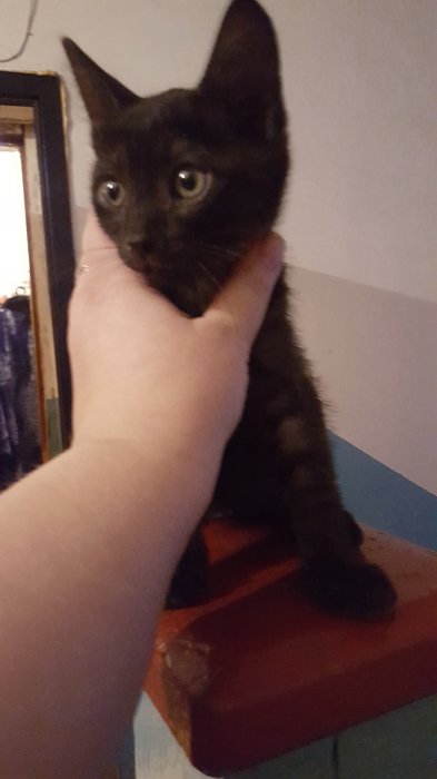 Приютите котенка