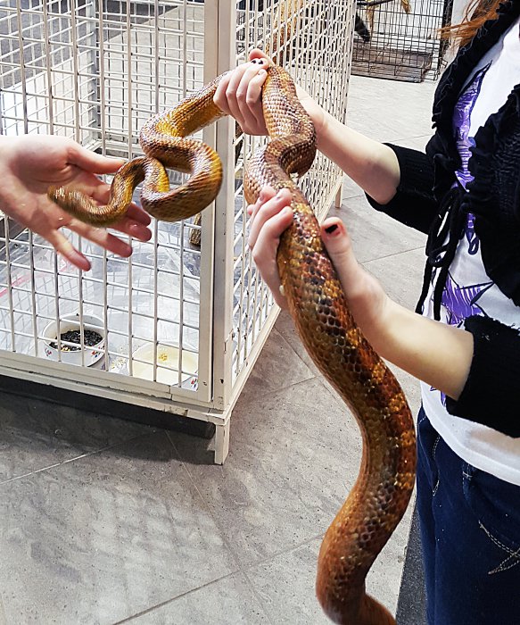 В Красноярске работает уникальная выставка известного коллекционера-биолога