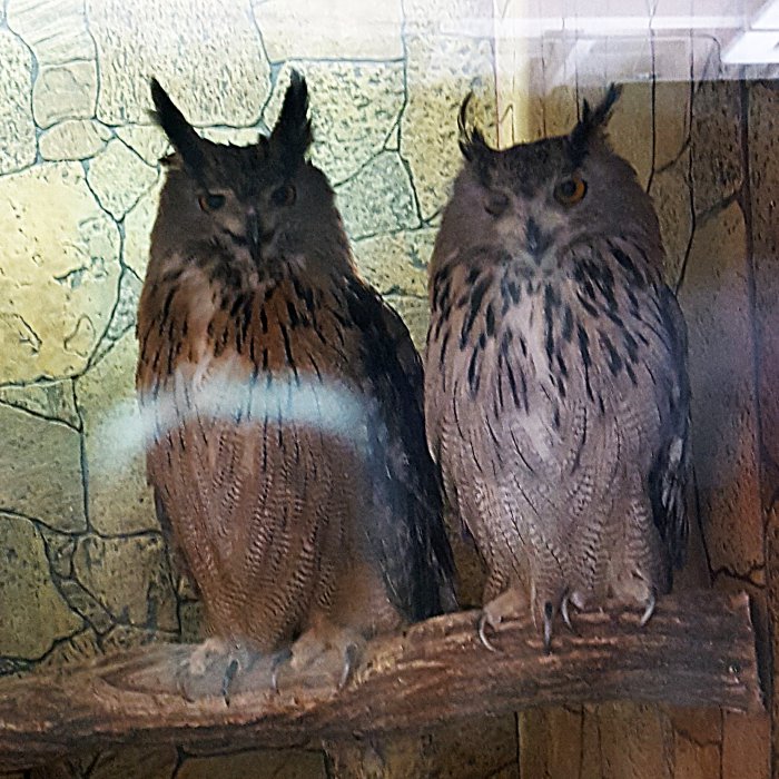 В Красноярске работает уникальная выставка известного коллекционера-биолога