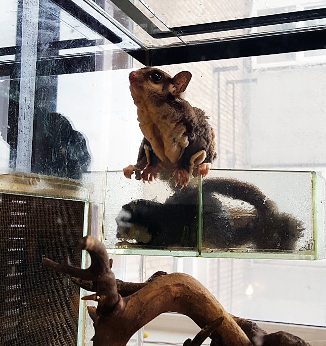 В Красноярске работает уникальная выставка известного коллекционера-биолога