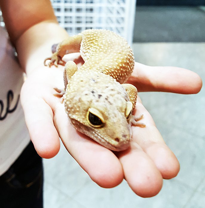 В Красноярске работает уникальная выставка известного коллекционера-биолога