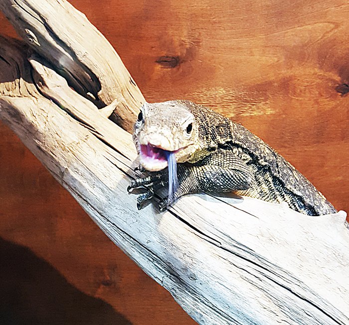 В Красноярске работает уникальная выставка известного коллекционера-биолога