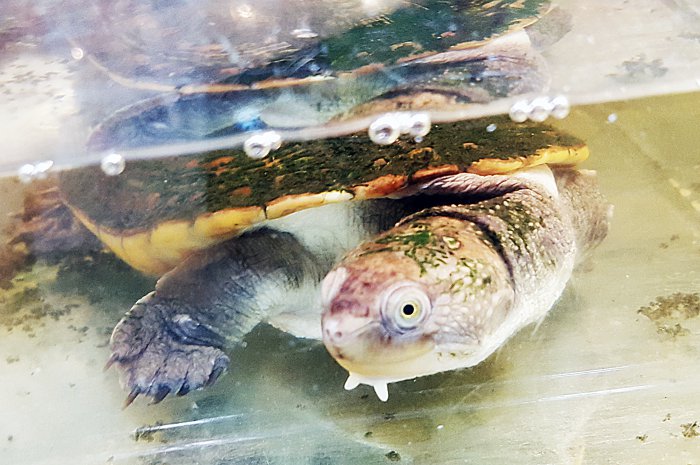 В Красноярске работает уникальная выставка известного коллекционера-биолога